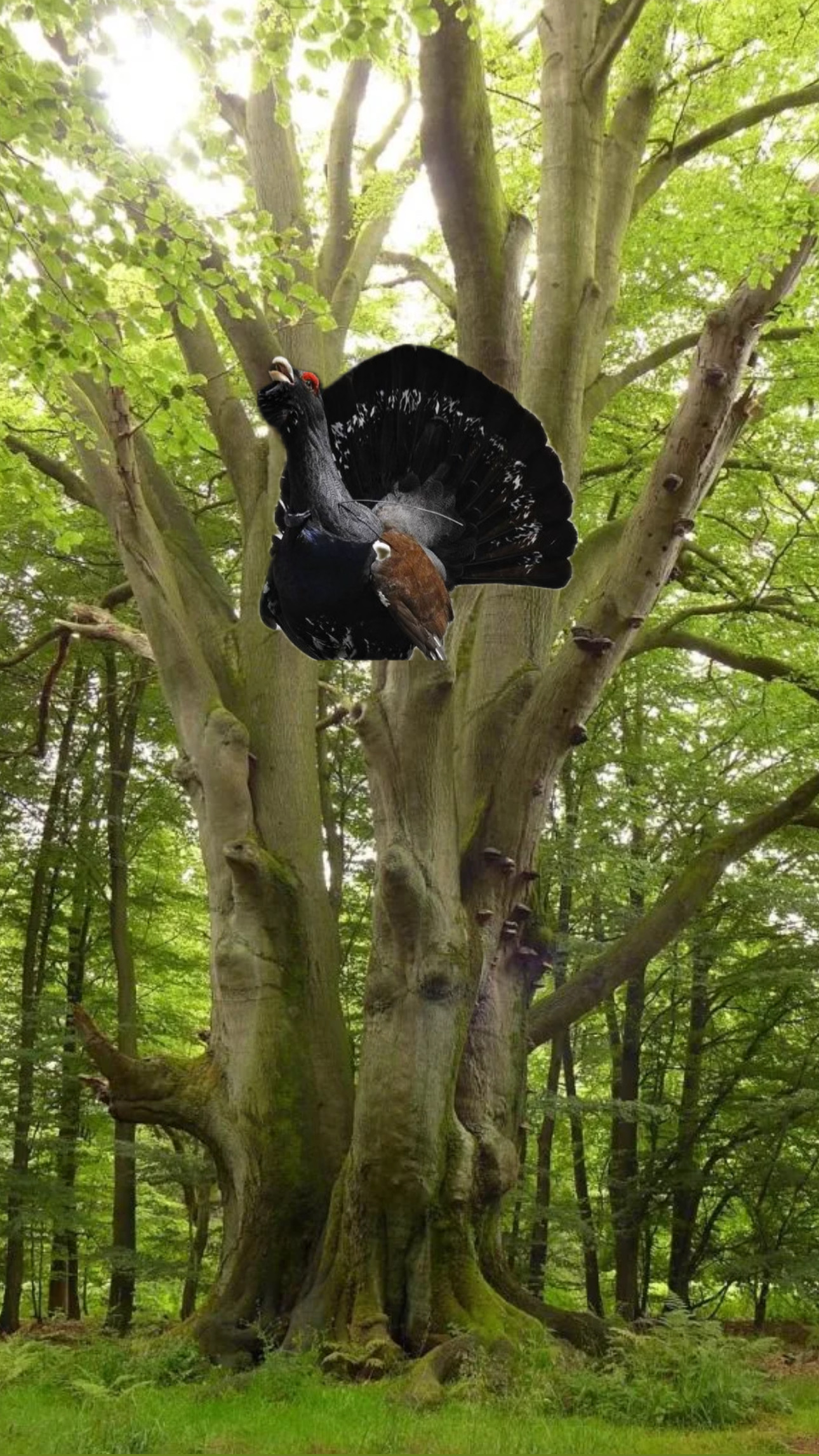 Logo de El Ñeru del Urogallo